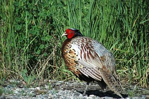 Pheasant, Ring-necked, 2005-06010840 Bear River MBR, UT